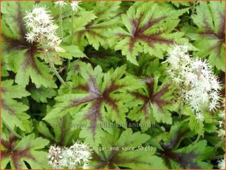 Tiarella &#39;Sugar and Spice&#39;