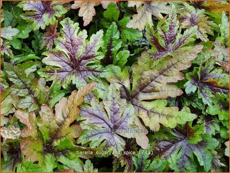 Tiarella &#39;Sugar and Spice&#39;