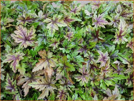 Tiarella &#39;Sugar and Spice&#39;