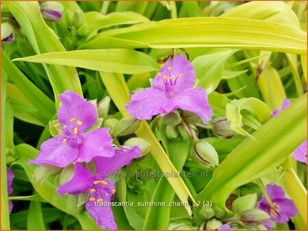 Tradescantia &#39;Sunshine Charm&#39;