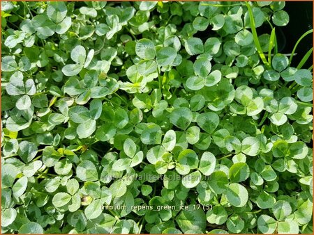 Trifolium repens &#39;Green Ice&#39;