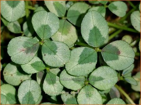 Trifolium repens &#39;Green Ice&#39;