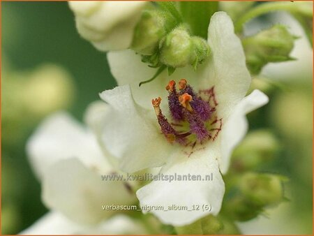 Verbascum nigrum &#39;Album&#39;