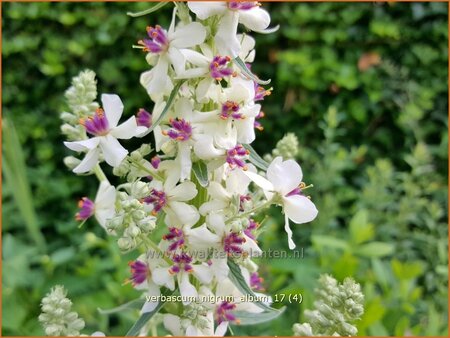 Verbascum nigrum &#39;Album&#39;