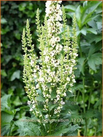 Verbascum nigrum &#39;Album&#39;