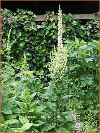 Verbascum nigrum &#39;Album&#39;