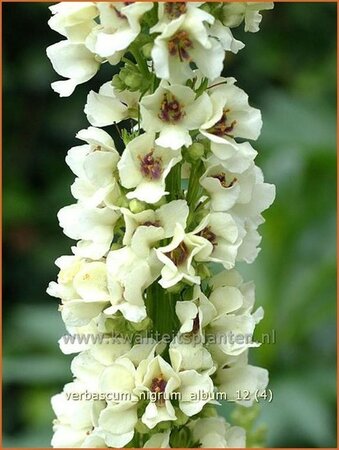 Verbascum nigrum &#39;Album&#39;