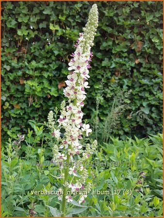 Verbascum nigrum &#39;Album&#39;