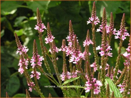 Verbena hastata 'Rosea'