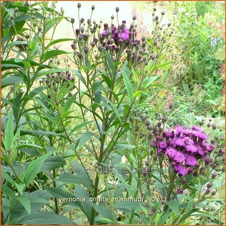 Vernonia crinita 'Mammuth'