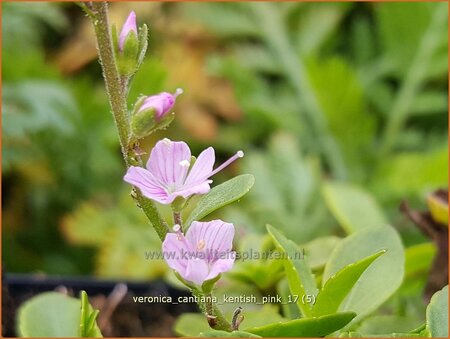 Veronica cantiana 'Kentish Pink'