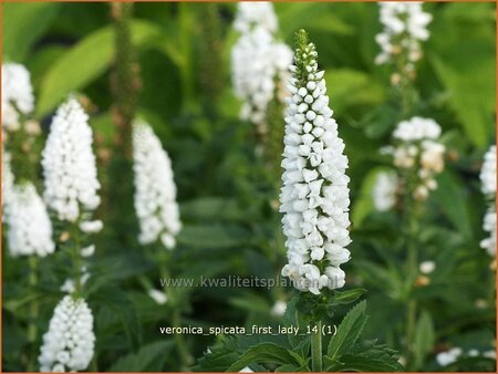 Veronica 'First Lady'