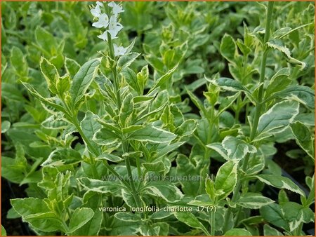 Veronica longifolia &#39;Charlotte&#39;