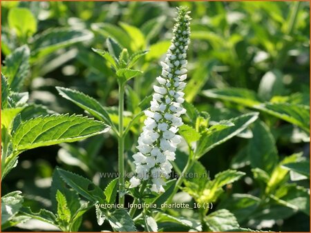 Veronica longifolia &#39;Charlotte&#39;
