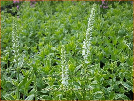 Veronica longifolia &#39;Charlotte&#39;