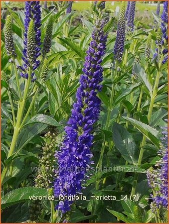 Veronica longifolia &#39;Marietta&#39;