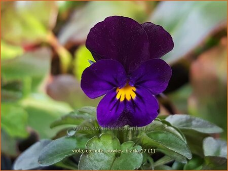 Viola cornuta &#39;Bowles Black&#39;