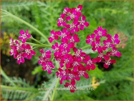 Achillea millefolium &#39;Sammetriese&#39;