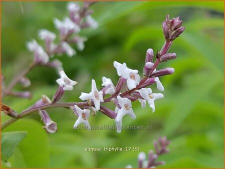 Aloysia triphylla