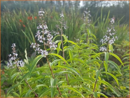 Aloysia triphylla