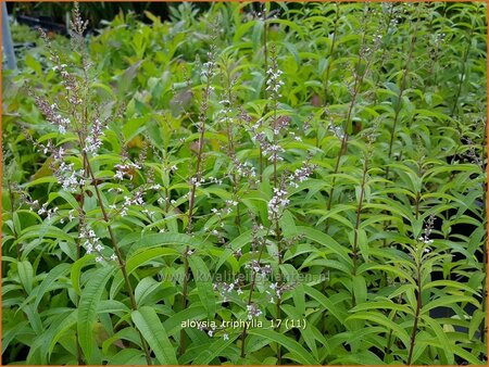 Aloysia triphylla