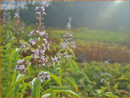 Aloysia triphylla