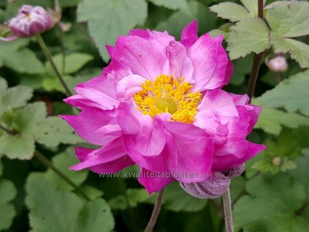 Anemone hybrida 'Carmen'