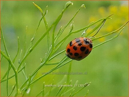 Anethum graveolens