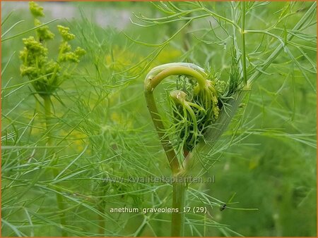 Anethum graveolens