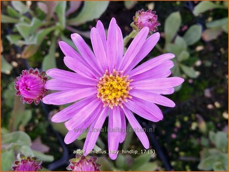 Aster amellus &#39;Lady Hindlip&#39;