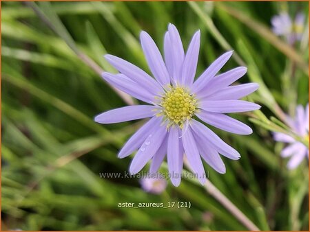 Aster azureus