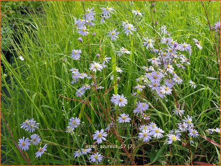 Aster azureus