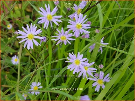 Aster azureus