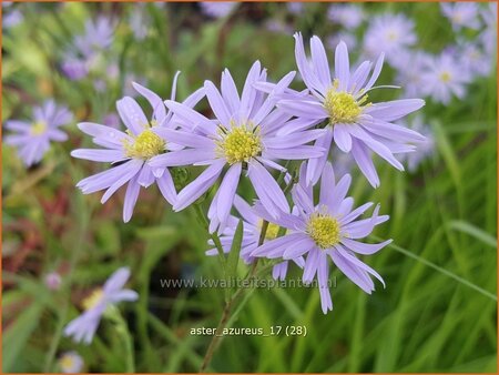 Aster azureus