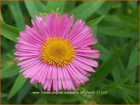 Aster novae-angliae &#39;Annabelle de Chazal