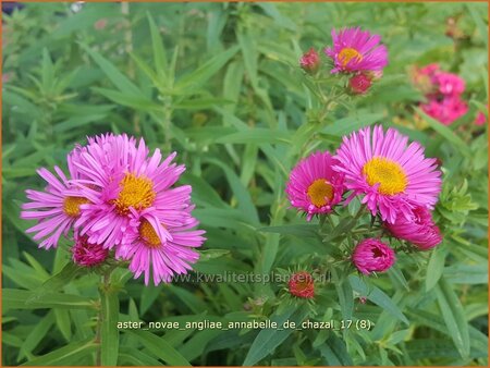 Aster novae-angliae &#39;Annabelle de Chazal