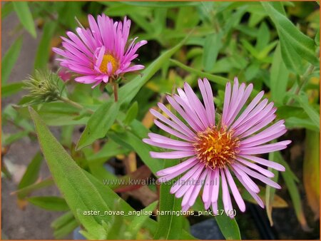 Aster novae-angliae &#39;Harrington&#39;s Pink&#39;