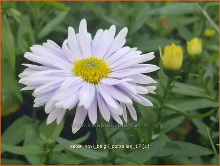 Aster novi-belgii &#39;Porzellan&#39;