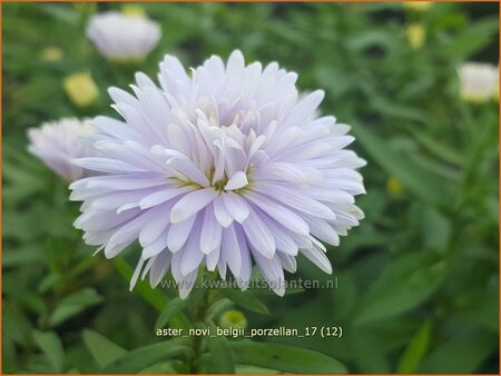 Aster novi-belgii &#39;Porzellan&#39;