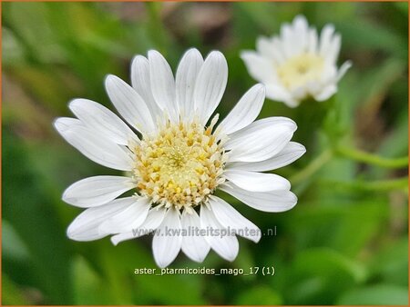 Aster ptarmicoides 'Major'