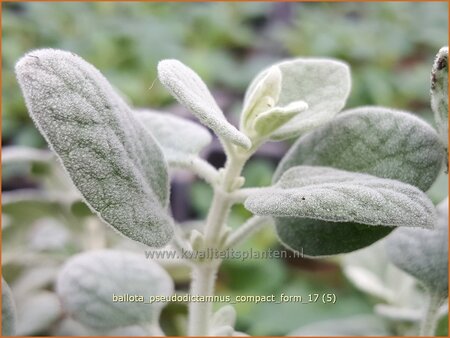 Ballota pseudodictamnus 'Compact Form'