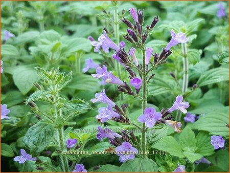 Calamintha nepeta &#39;Marvelette Blue&#39;