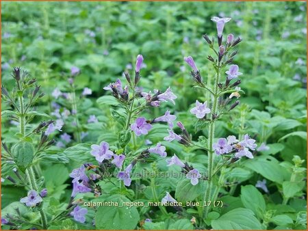 Calamintha nepeta &#39;Marvelette Blue&#39;