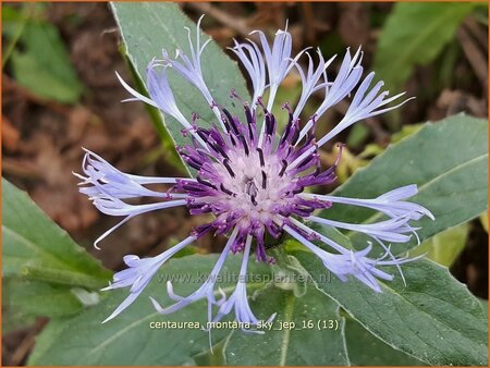 Centaurea montana 'Sky Jep'