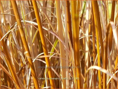 Carex buchananii &#39;Firefox&#39;