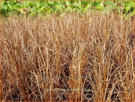 Carex buchananii &#39;Firefox&#39;