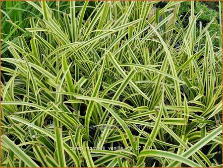 Carex morrowii &#39;Vanilla Ice&#39;