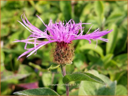 Centaurea phrygia