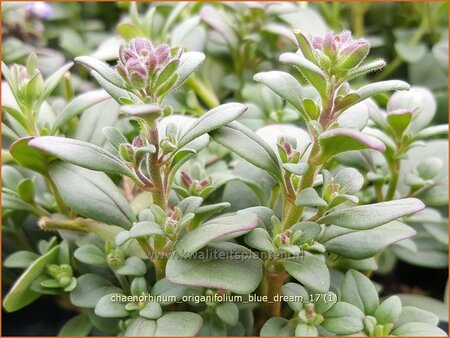 Chaenorhinum origanifolium &#39;Blue Dream&#39;