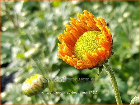 Chrysanthemum &#39;Goldmarianne&#39;